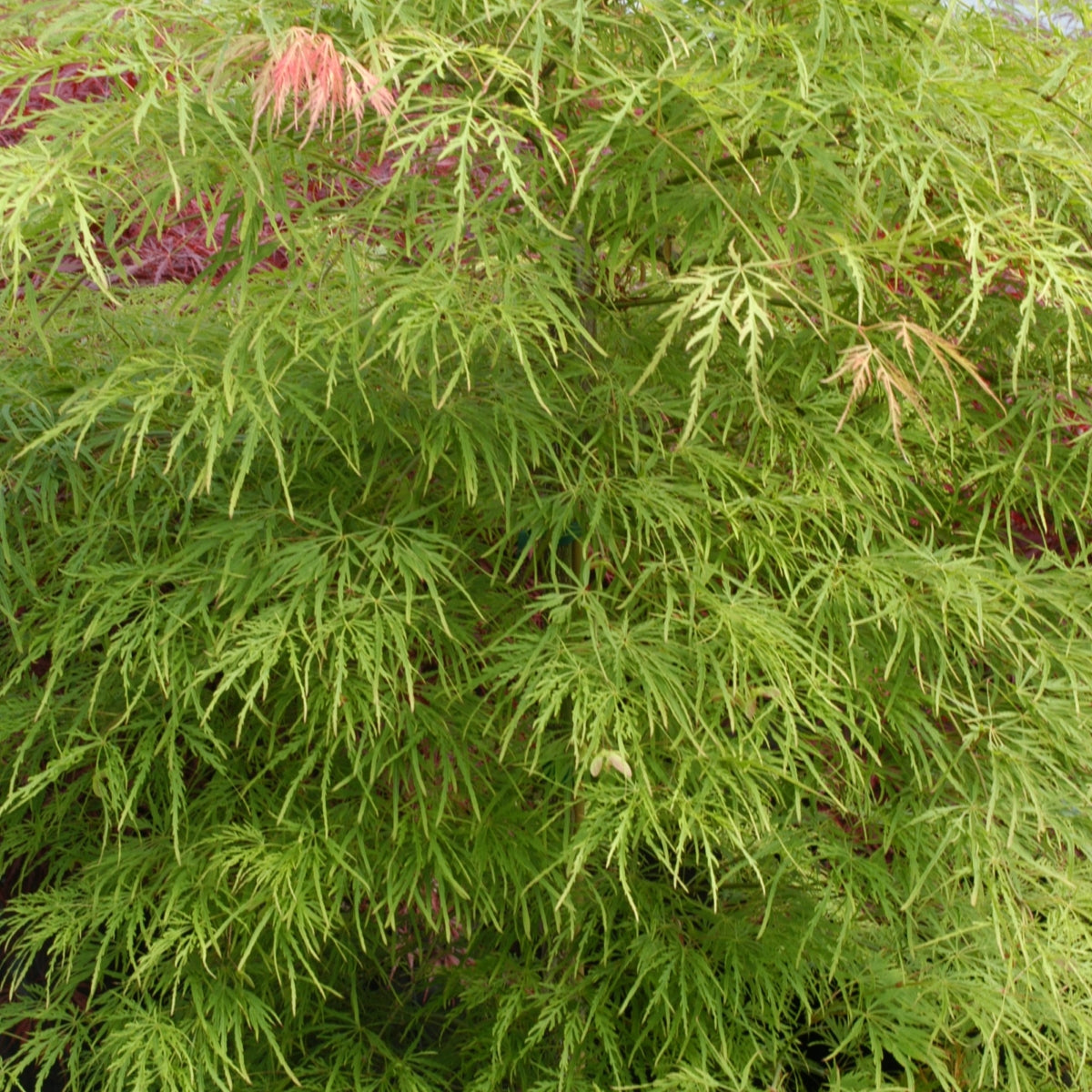 Acer palmatum var. dissectum 'Viridis'