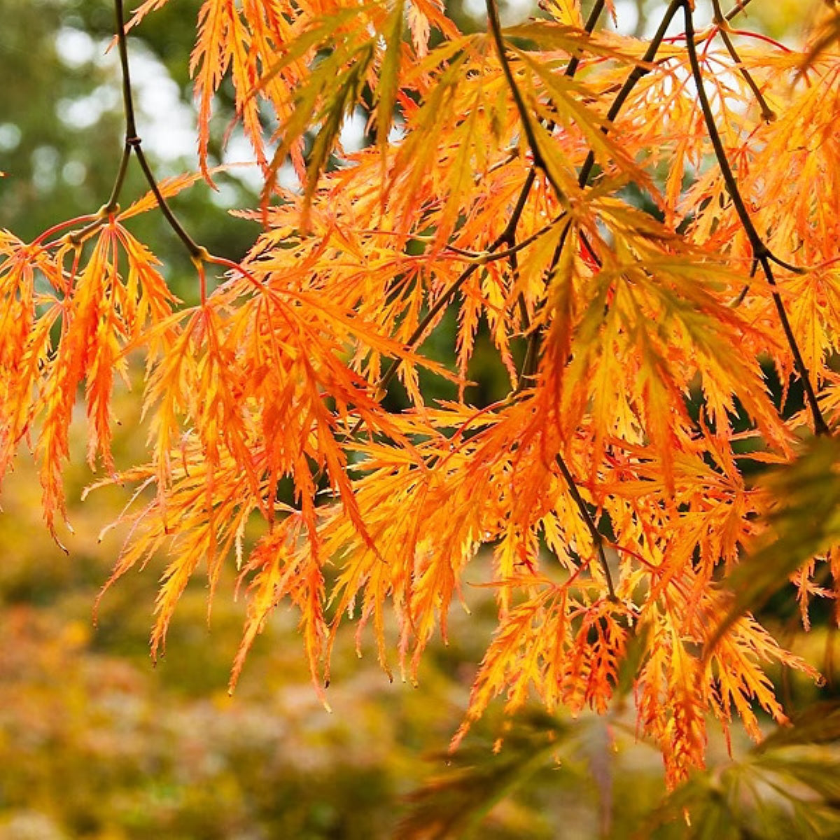 Acer palmatum var. dissectum 'Waterfall'