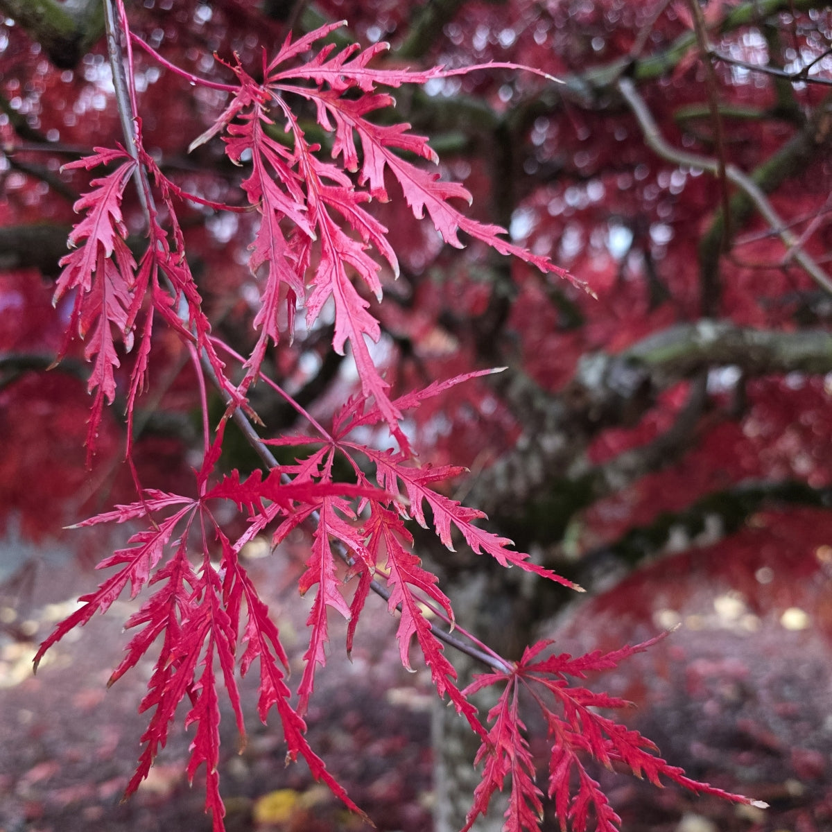 Acer palmatum var. dissectum 'Orangeola'