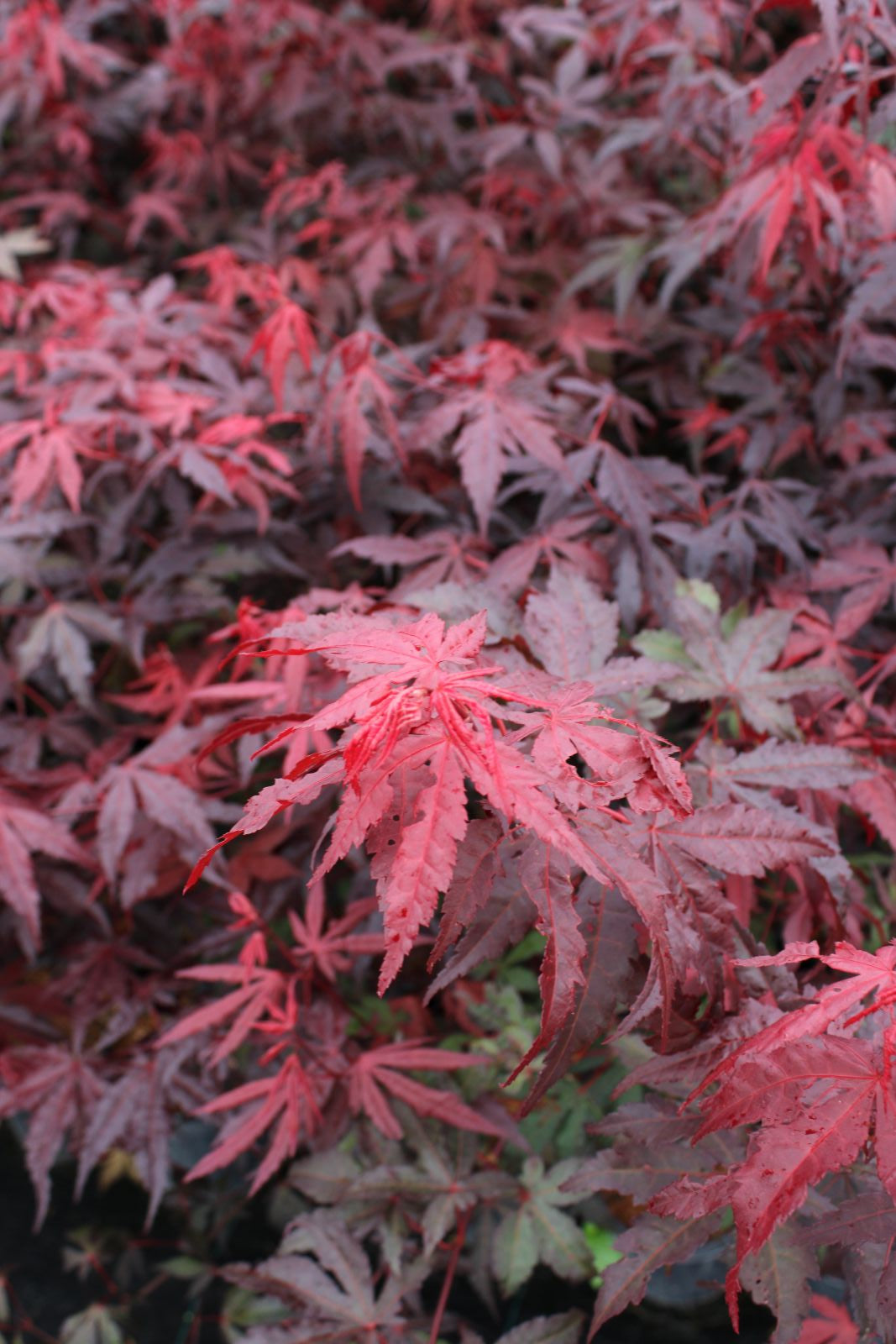 Acer palmatum var. atropurpureum