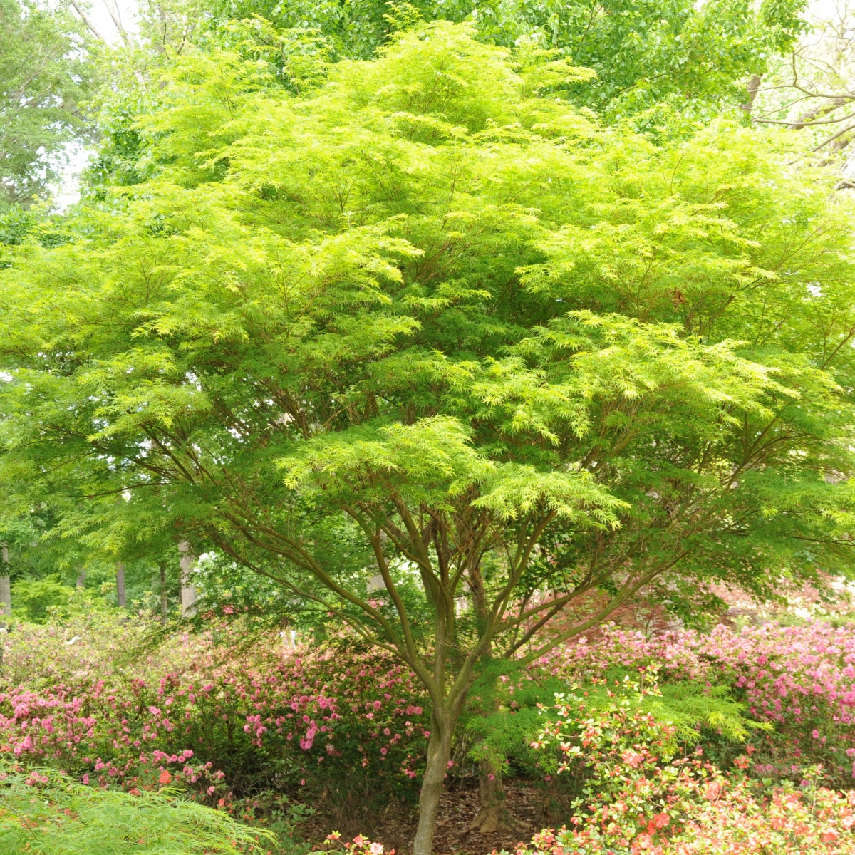 Acer palmatum var. dissectum 'Seiryu'