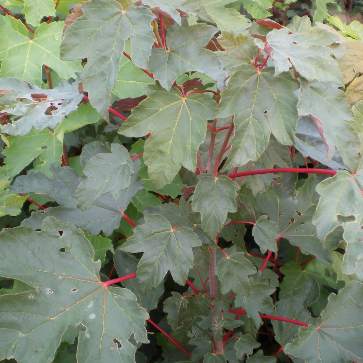 Acer pseudoplatanus
