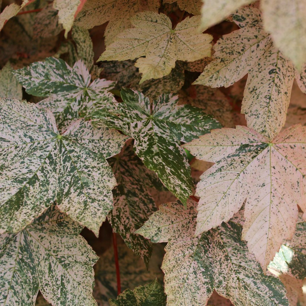Acer pseudoplatanus 'Esk Sunset'