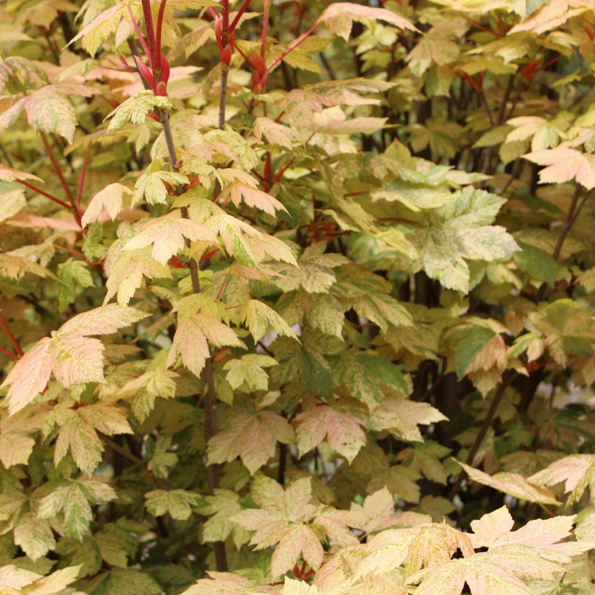 Acer pseudoplatanus 'Esk Sunset'