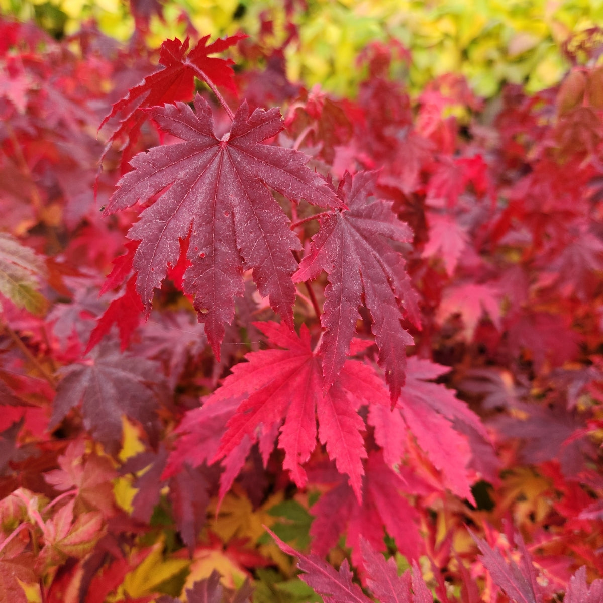 Acer pseudosieboldianum