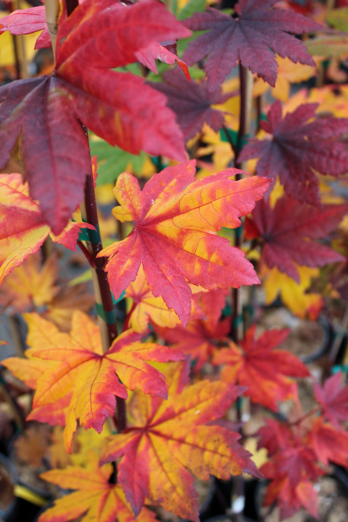 Acer pseudosieboldianum