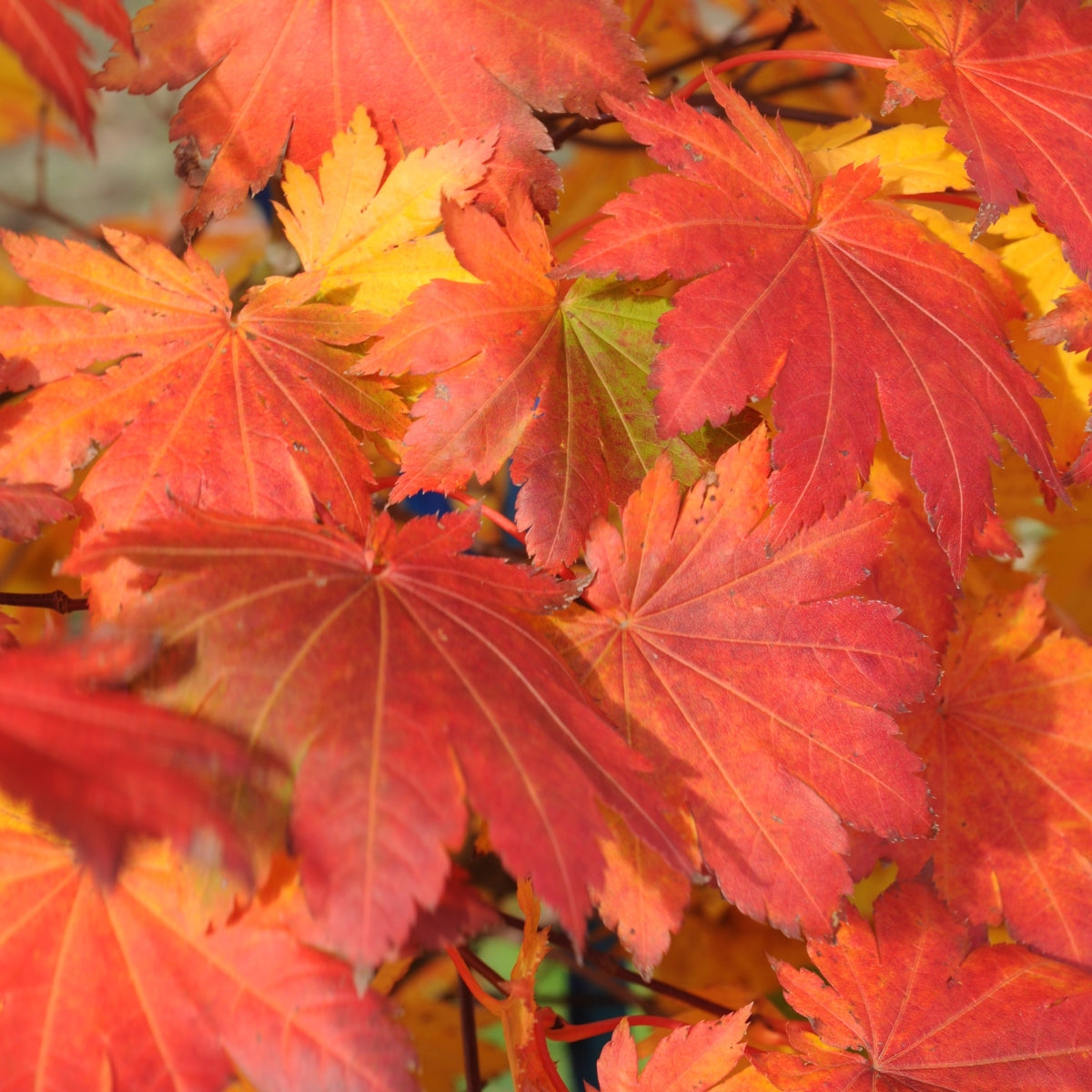 Acer pseudosieboldianum ssp. takesimense