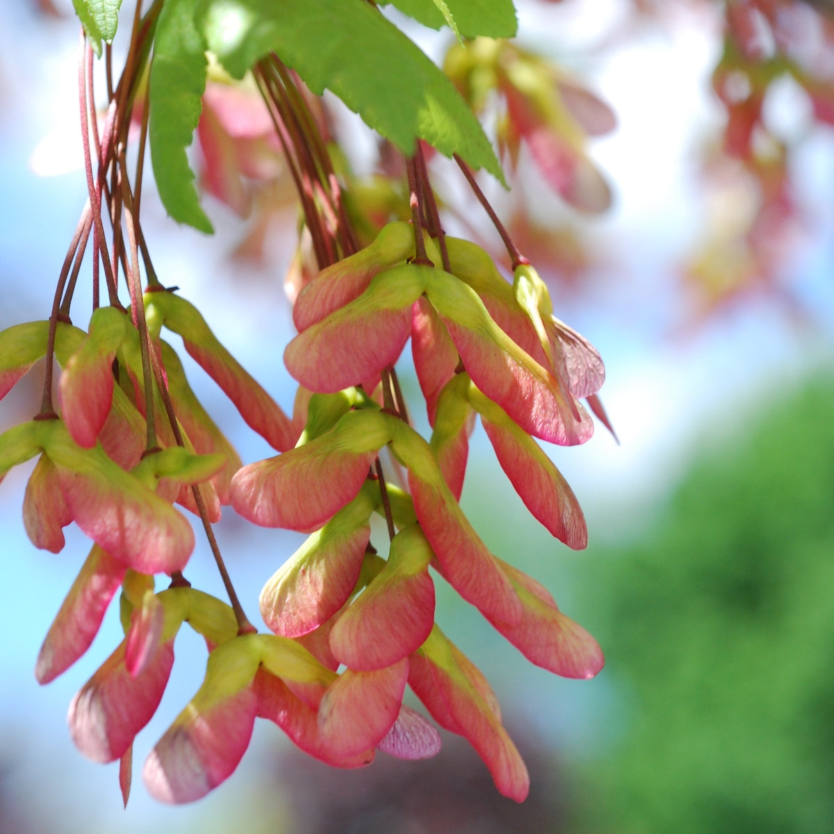 Acer rubrum