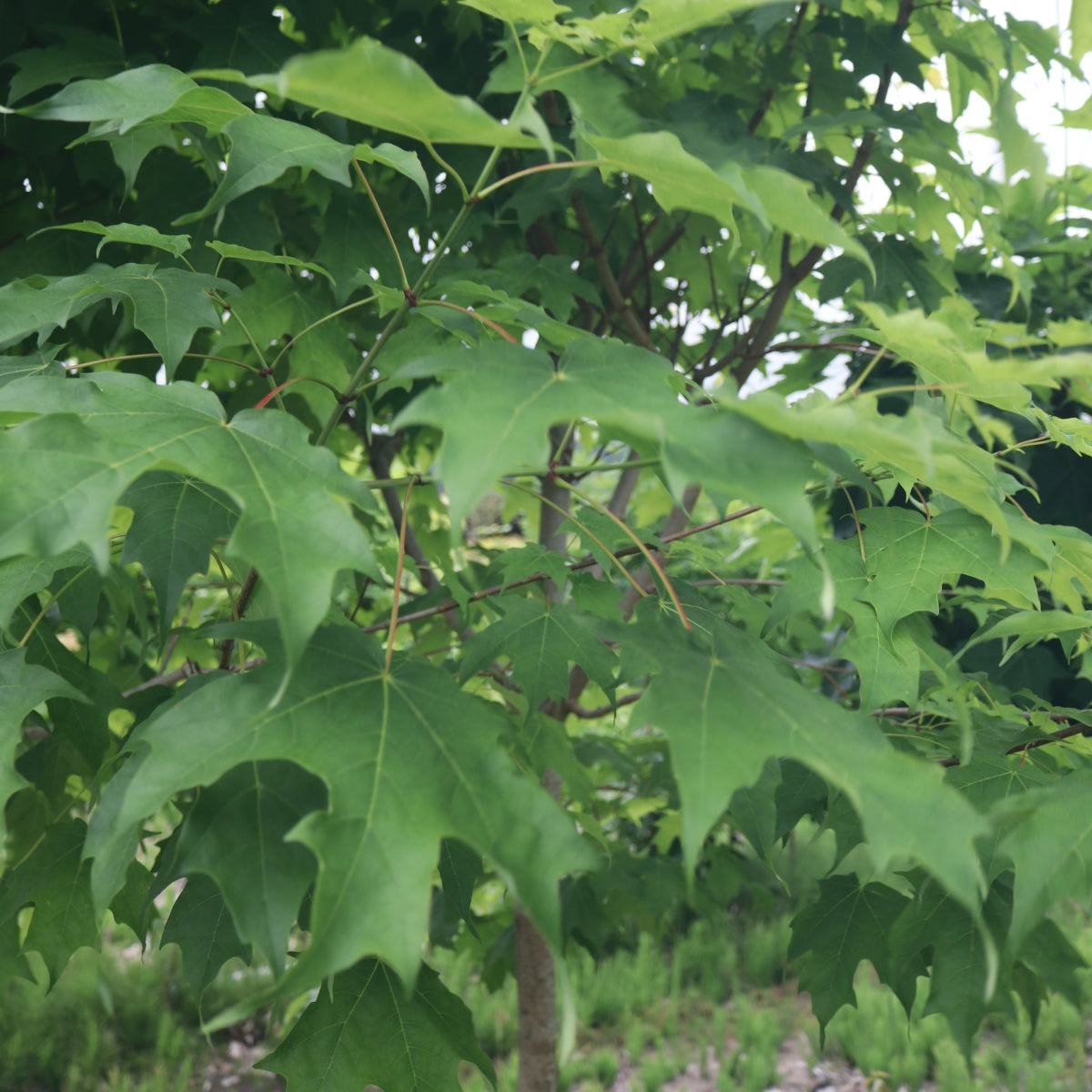 Acer saccharum 'Green Mountain'® 'PNI0285'