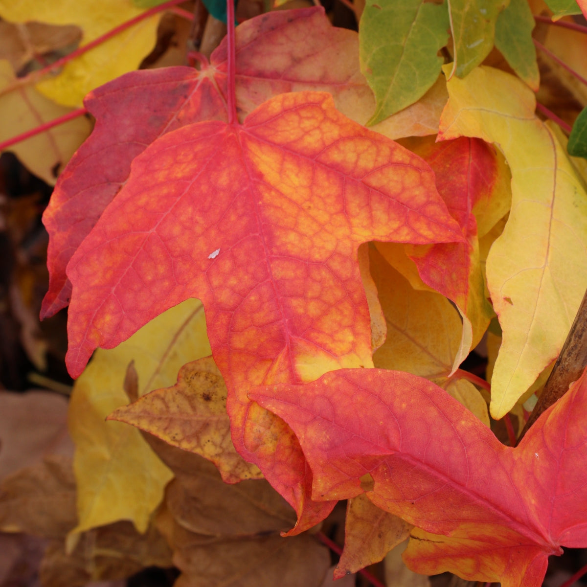 Acer saccharum 'Sugar Cone'