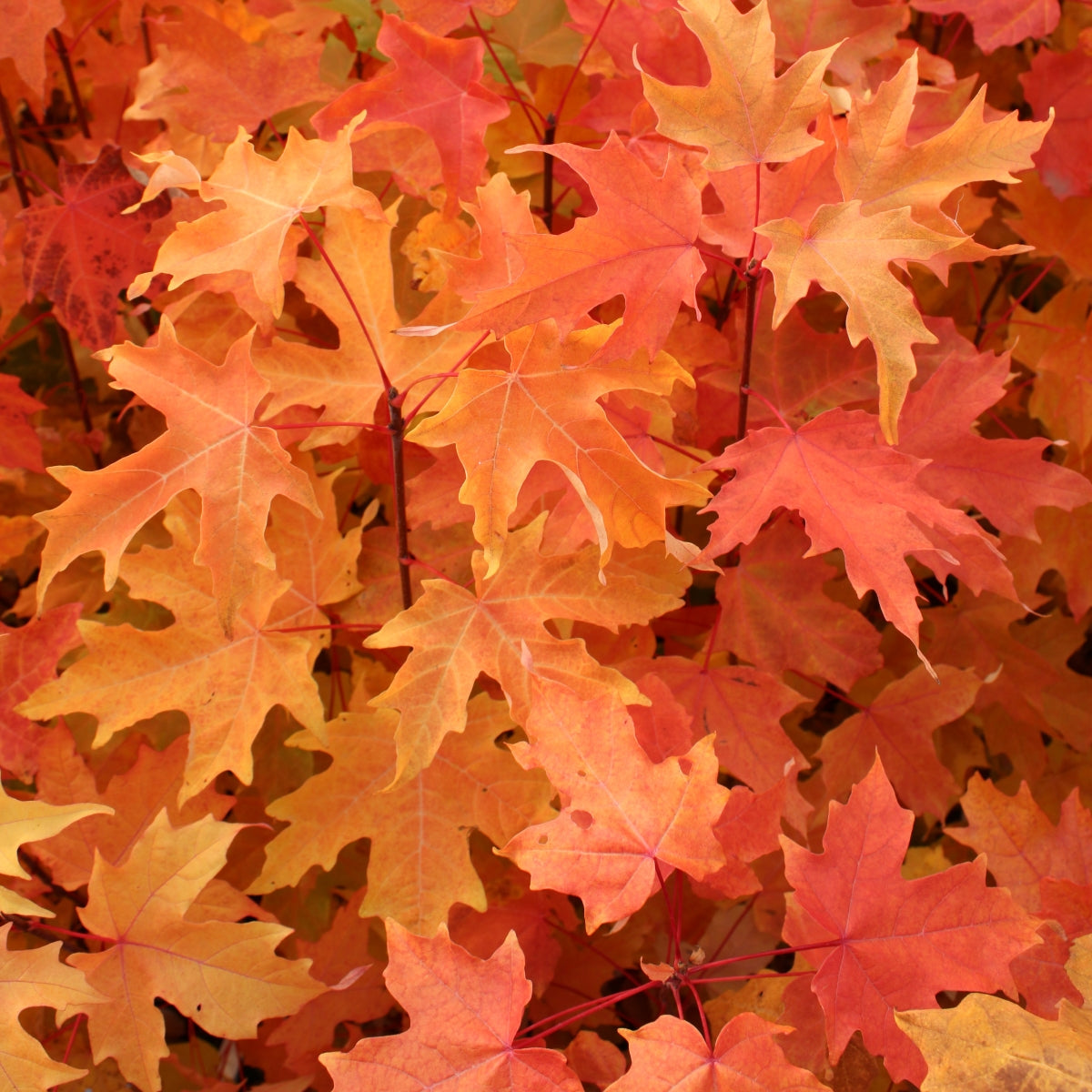 Acer saccharum