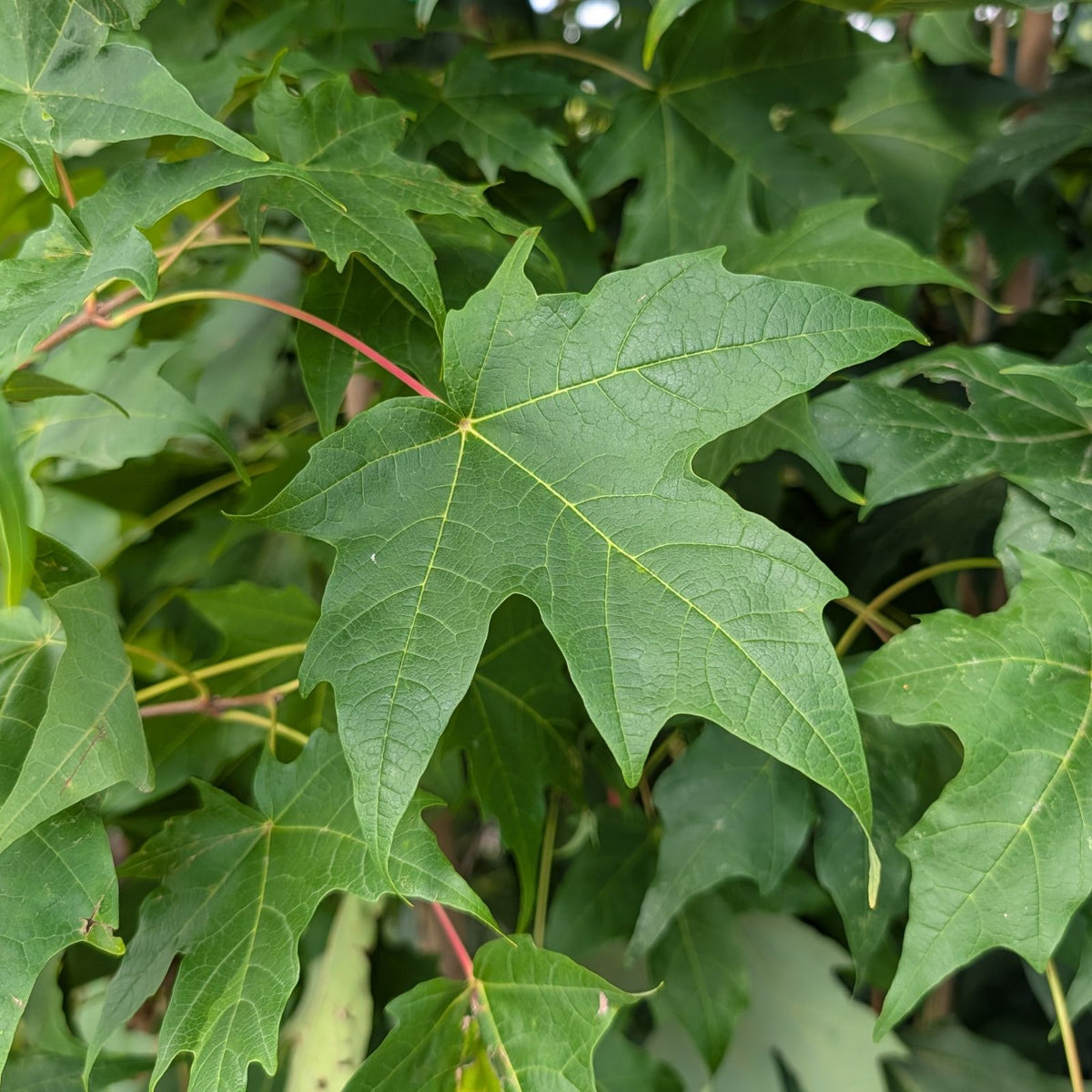 Acer saccharum 'Green Mountain'® 'PNI0285'