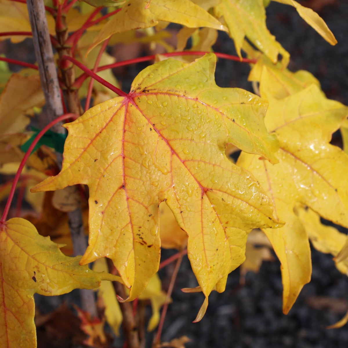 Acer saccharum 'Monumentale'