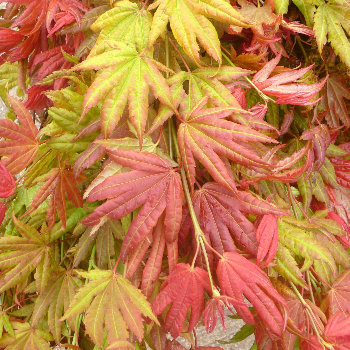 Acer shirasawa Moonrise™'Munn 001' PP16,718