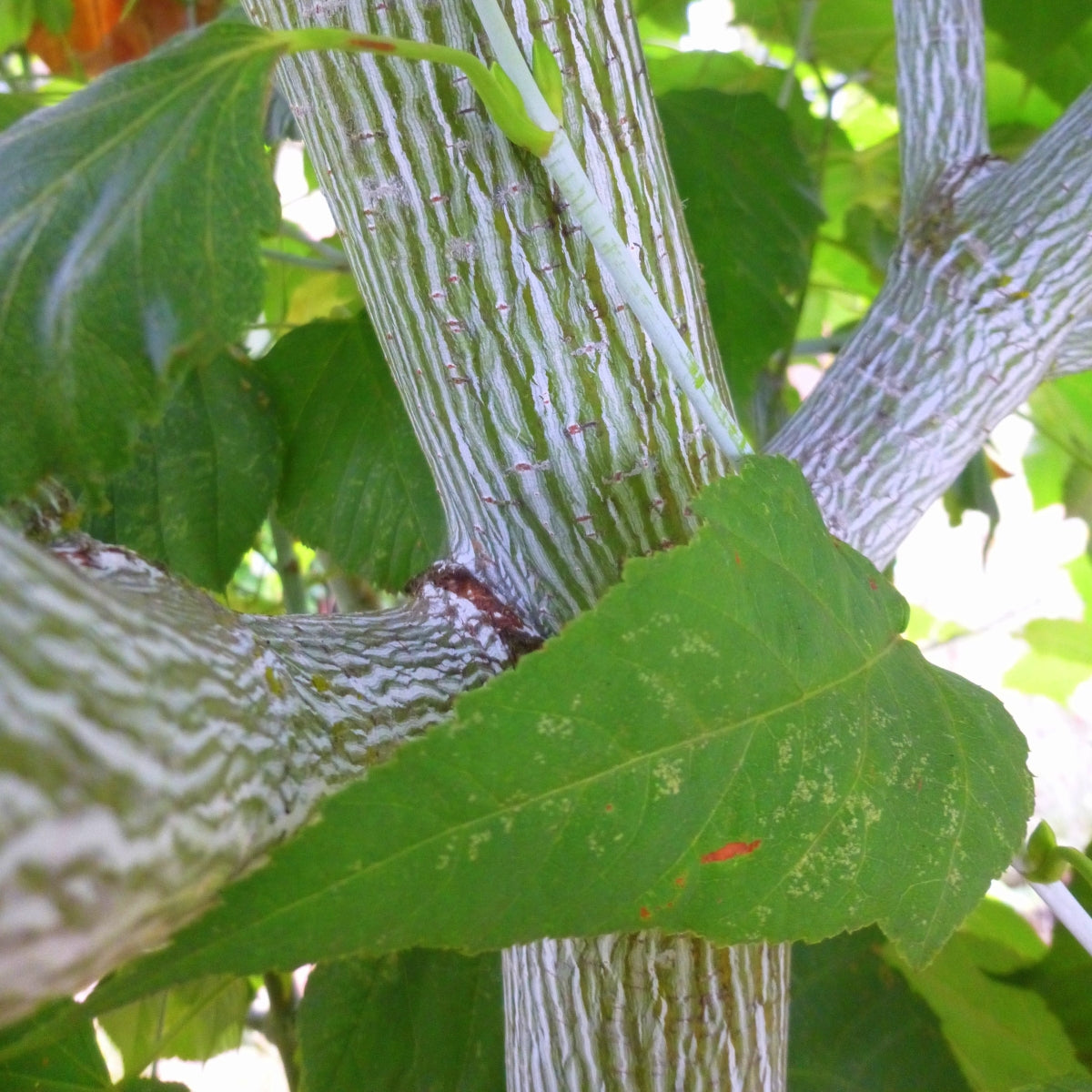 Acer tegmentosum 'Joe Witt'
