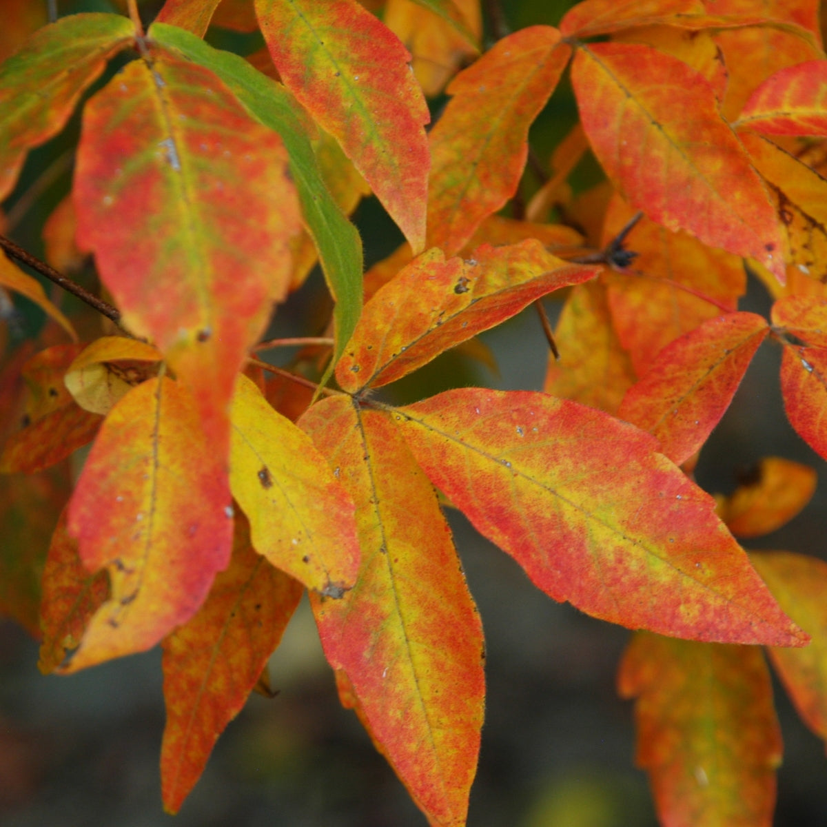 Acer triflorum