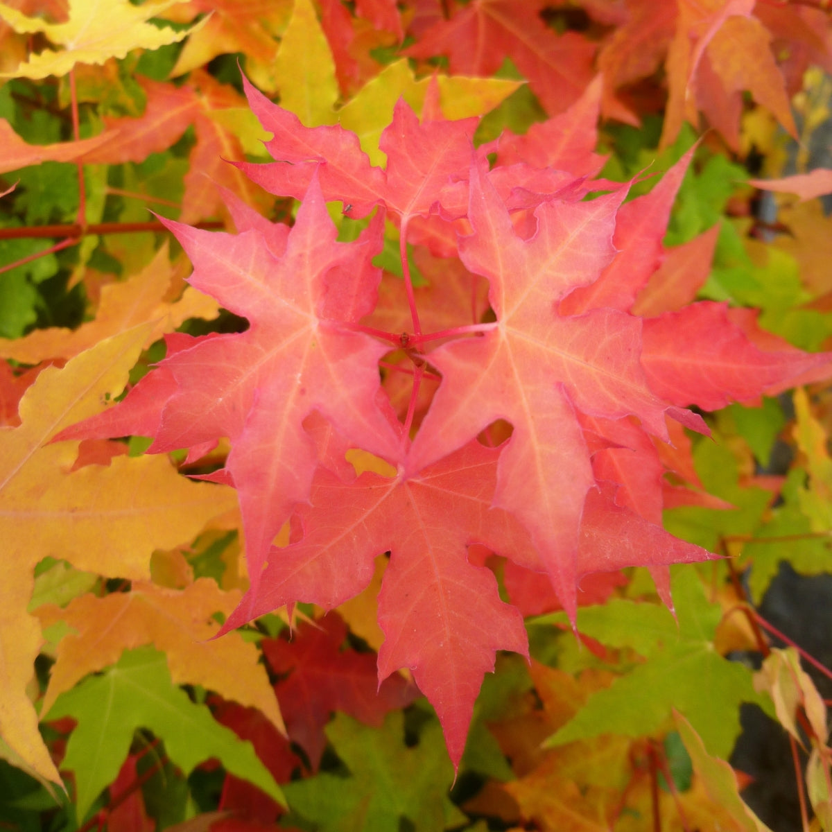 Acer truncatum