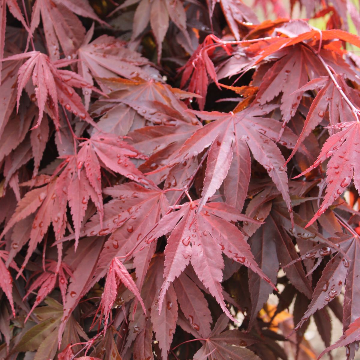 Acer × 'Red Dawn'