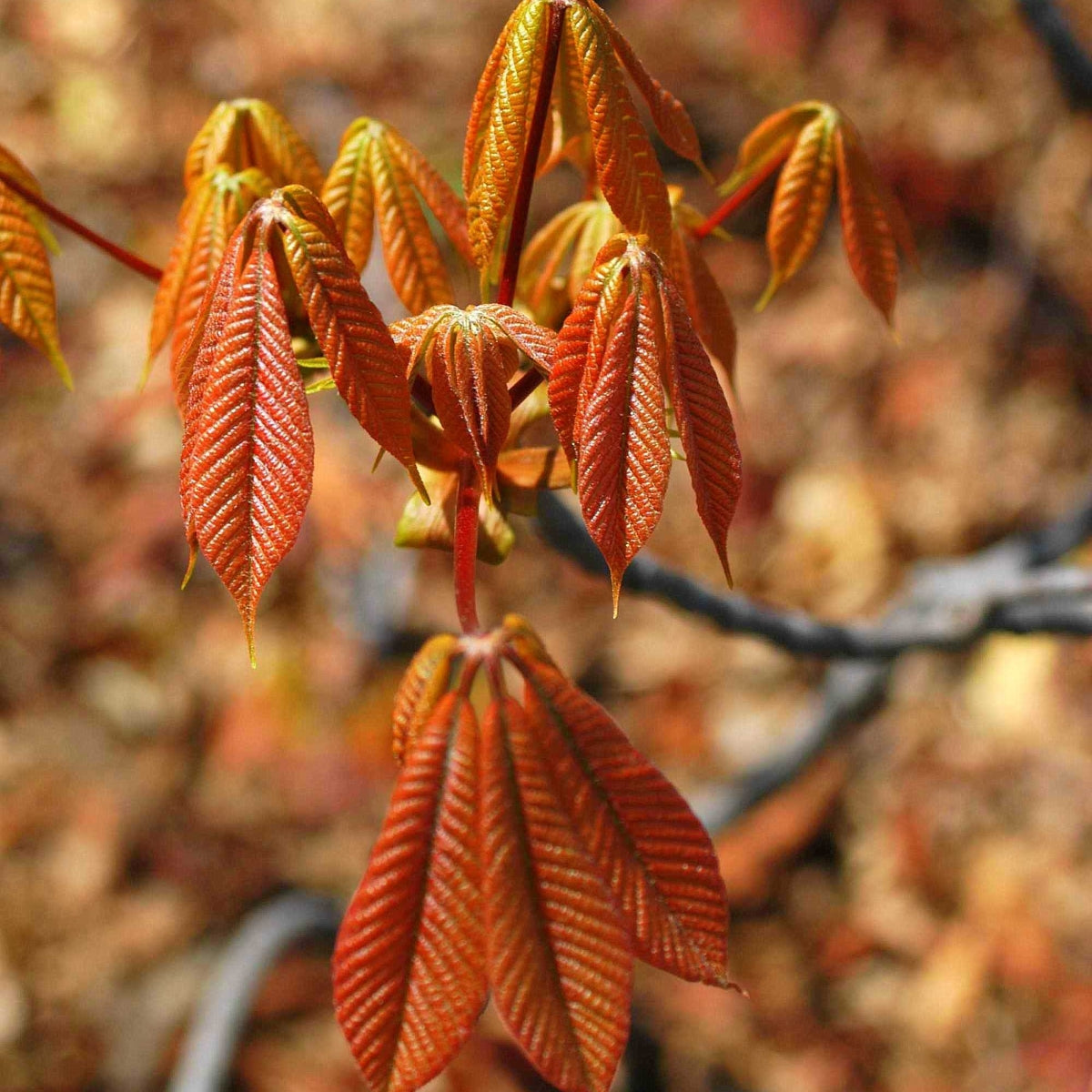 Aesculus glabra