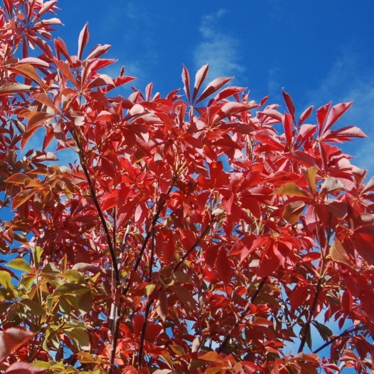 Aesculus glabra Early Glow™ ‘J.N. Select