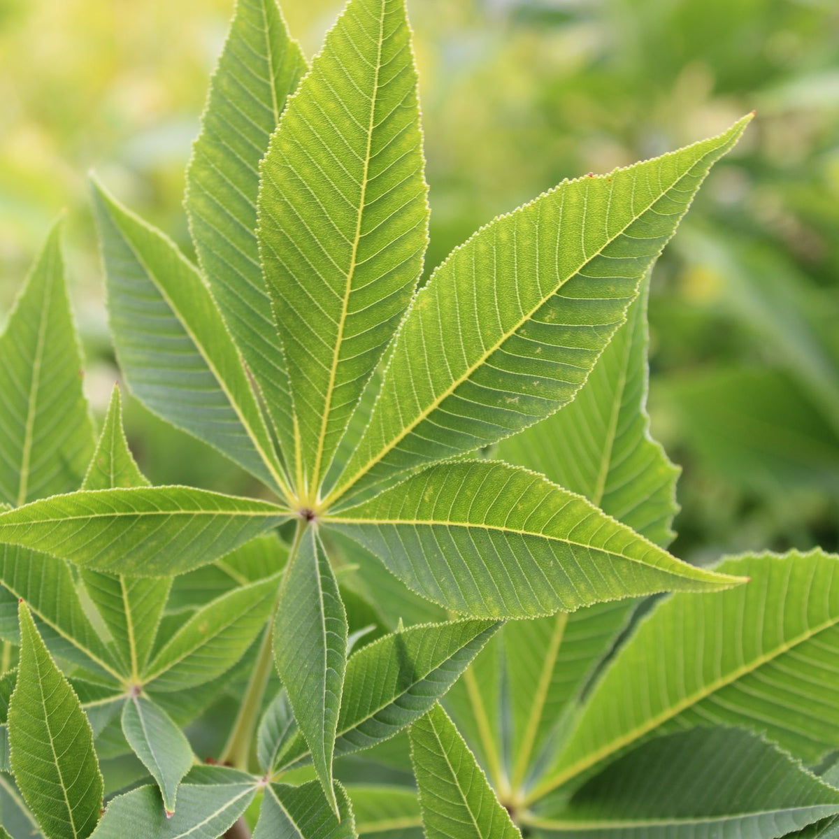 Aesculus glabra Early Glow™ ‘J.N. Select'