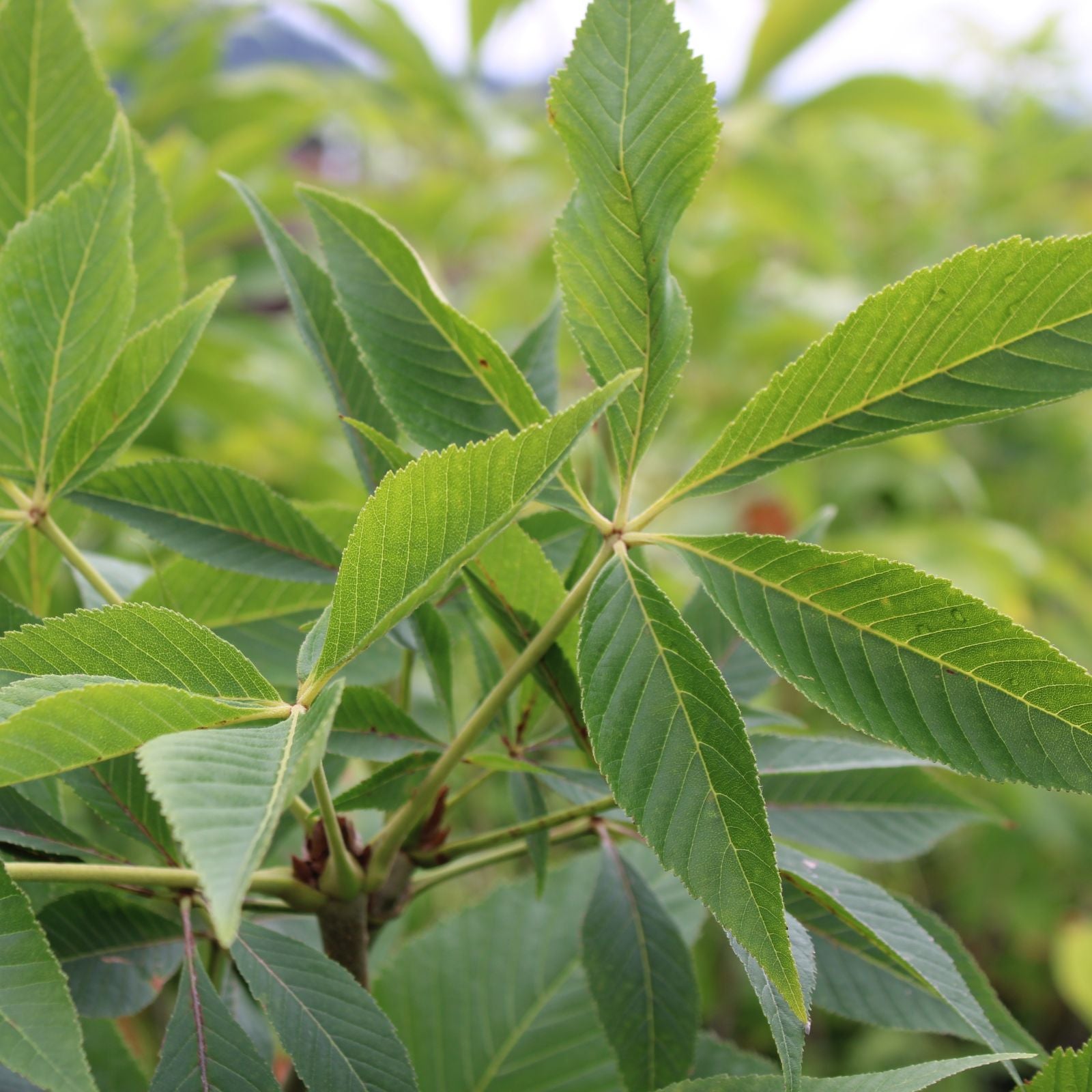 Aesculus glabra Lavaburst®