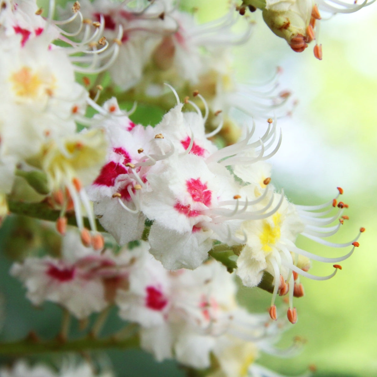 Aesculus hippocastanum