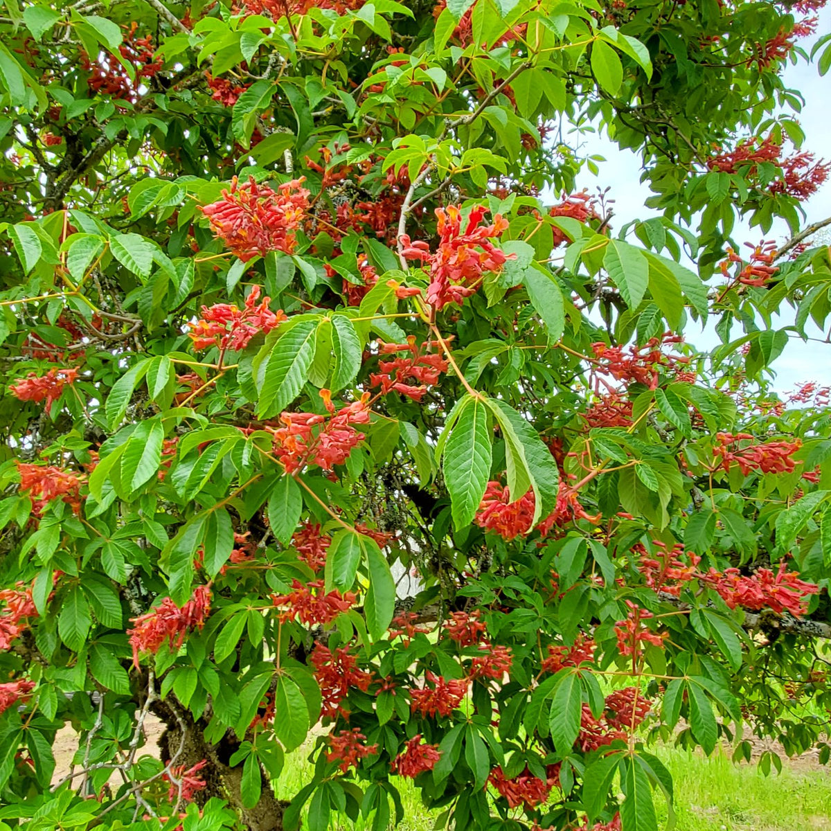 Aesculus pavia