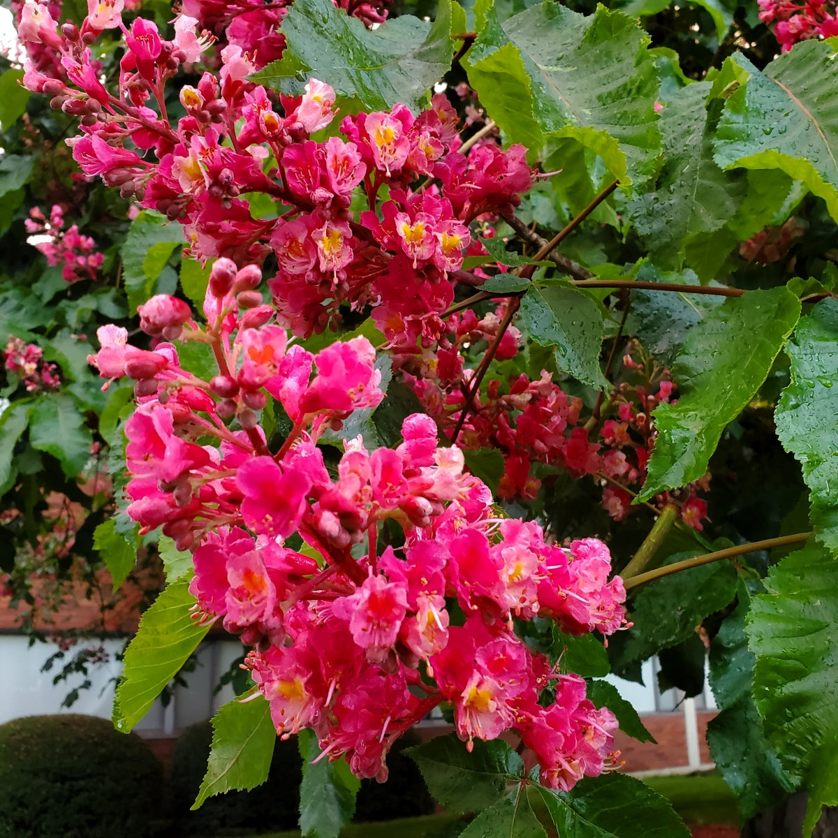 Aesculus × carnea 'Briotii