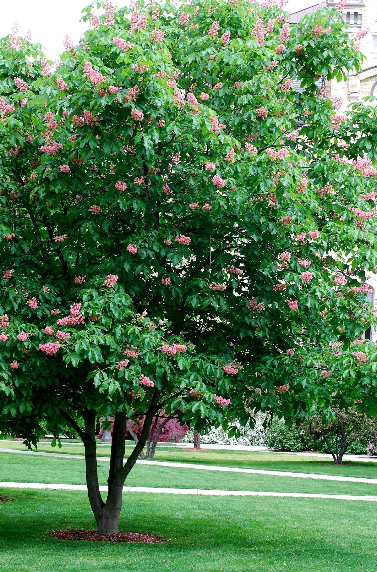 Aesculus × carnea 'Briotii
