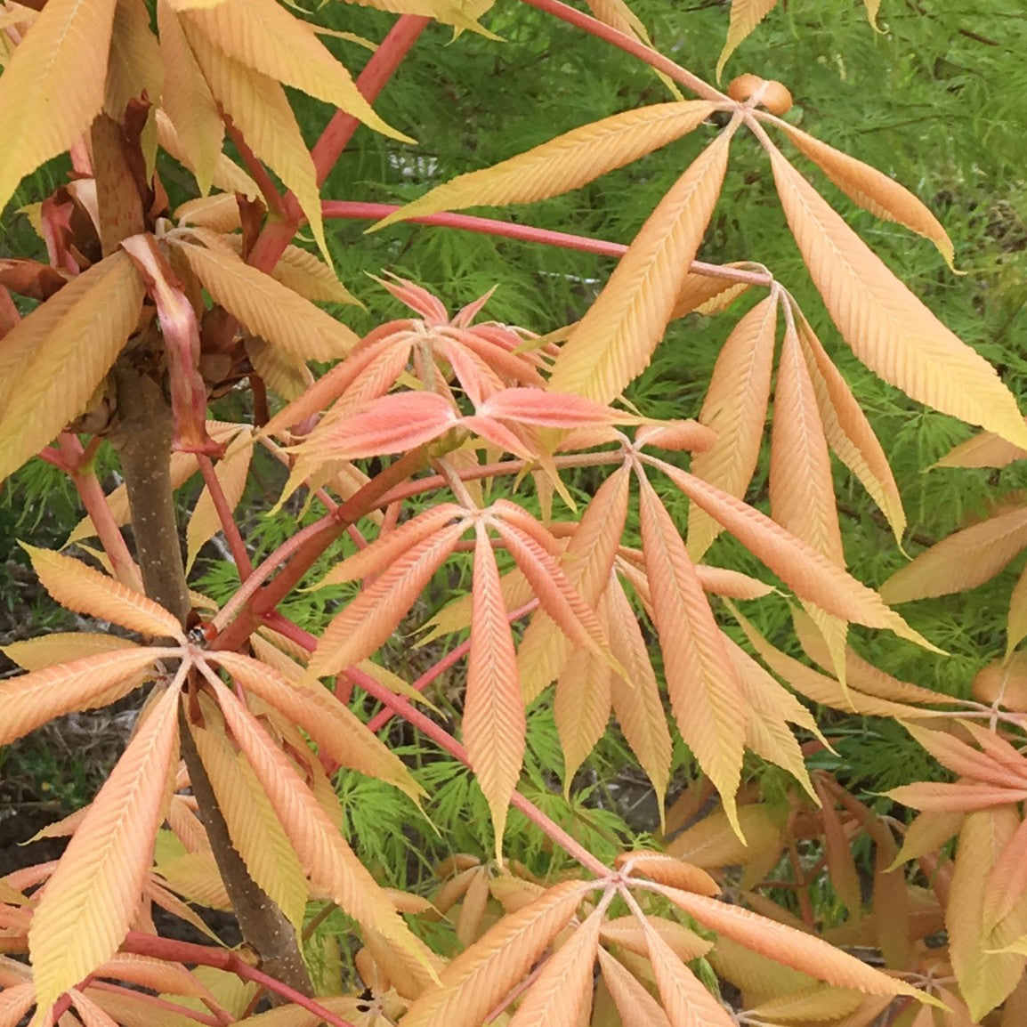 Aesculus × neglecta 'Erythroblastos'