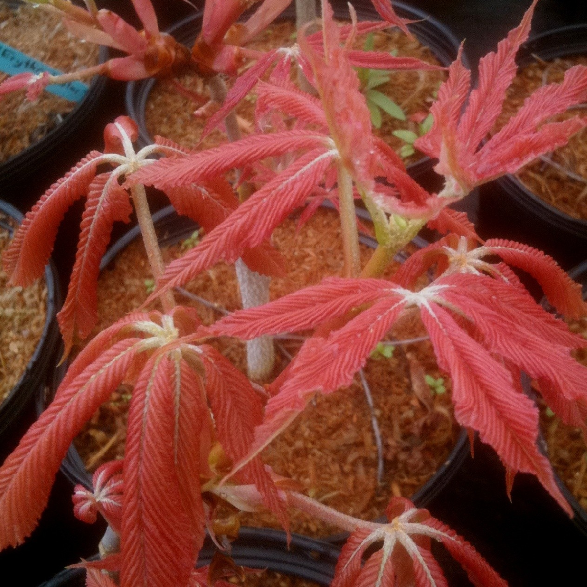 Aesculus × neglecta 'Erythroblastos'