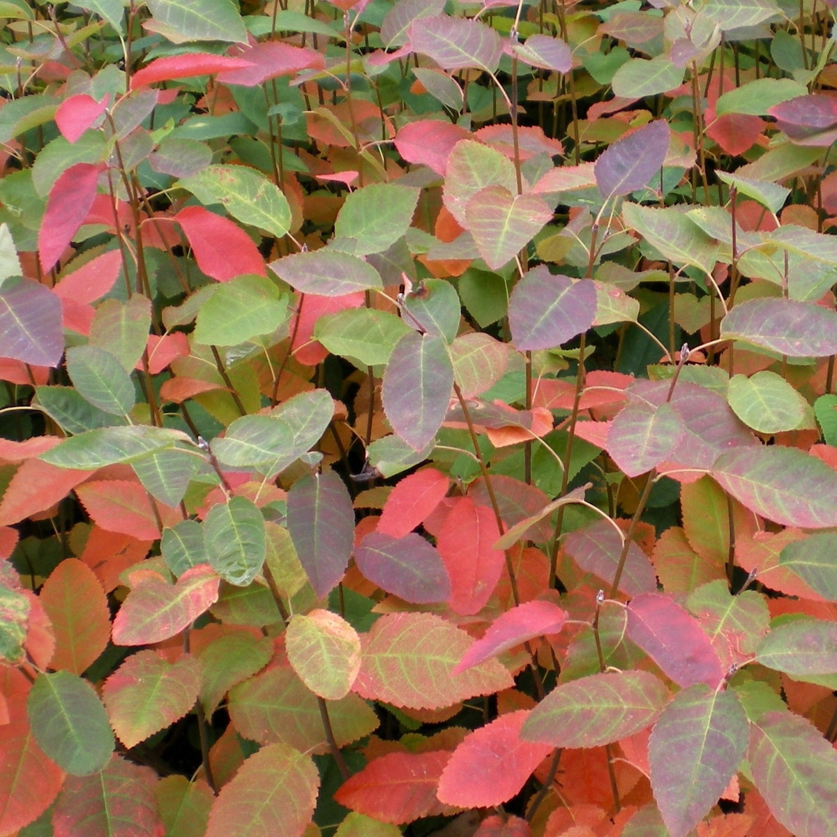 Amelanchier × grandiflora Autumn Brilliance®