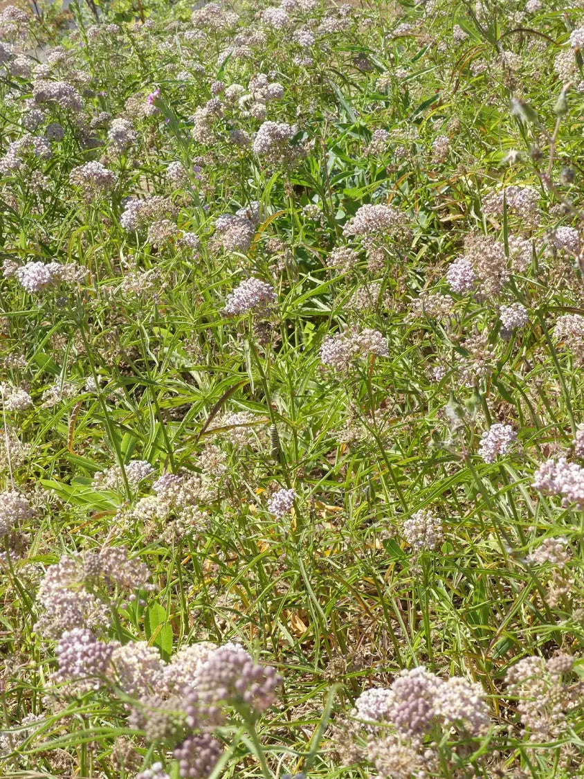 Asclepias fascicularis
