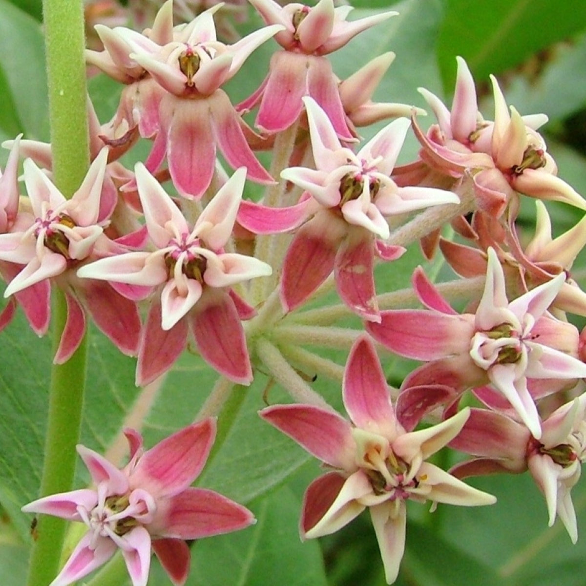Asclepias speciosa