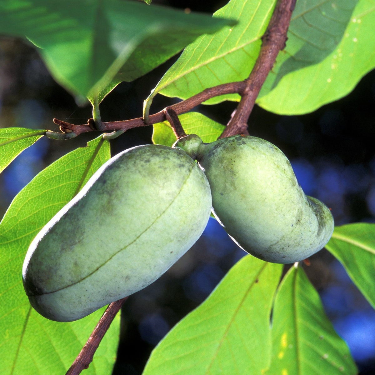 Asimina triloba