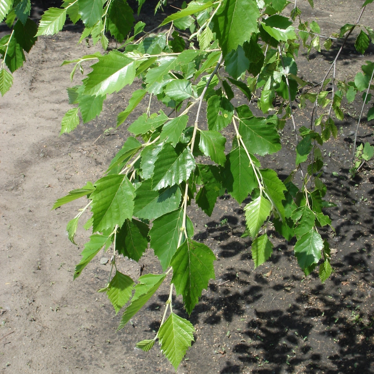 Betula nigra Heritage® 'Cully'