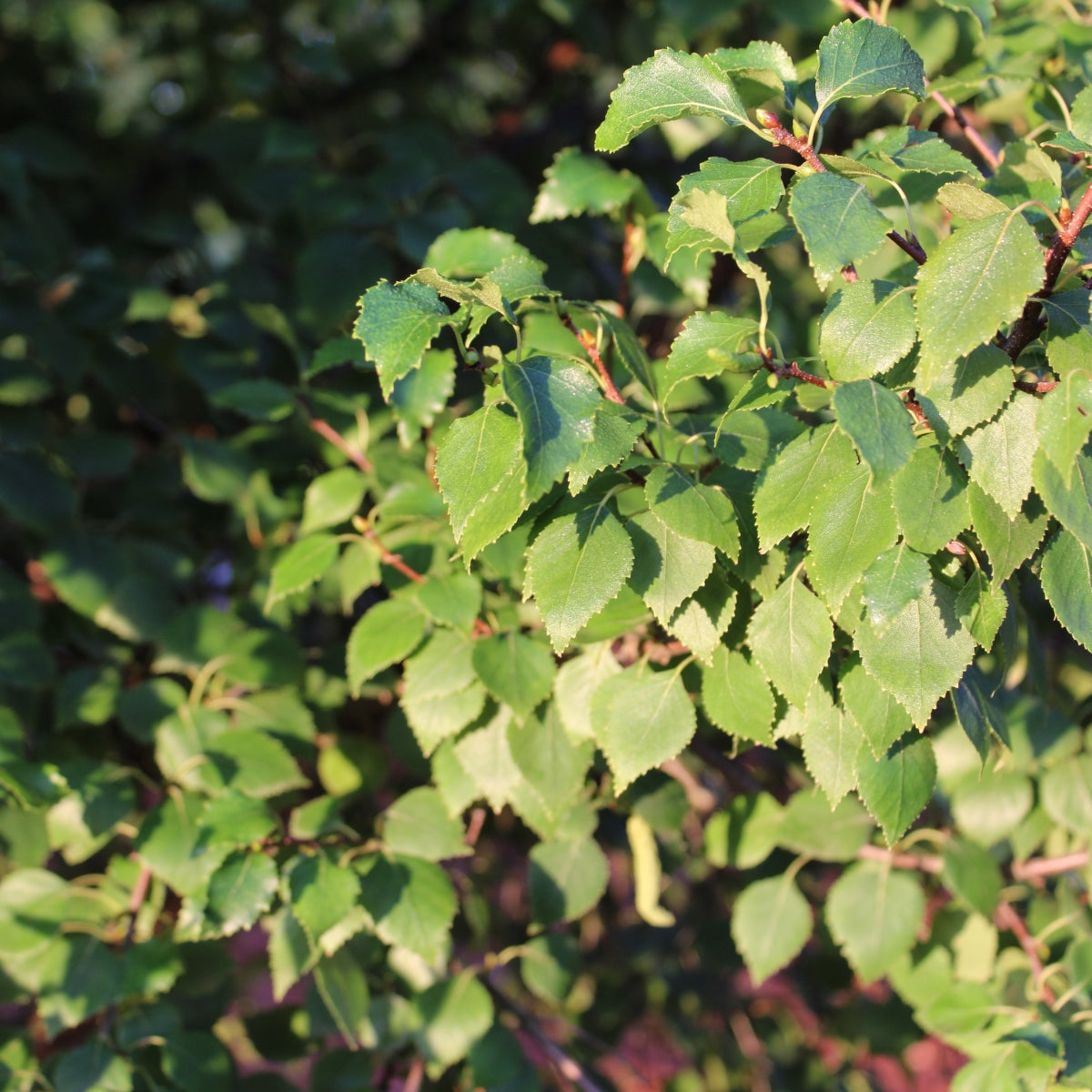 Betula pendula Magical® ‘Globe’ PP23,610