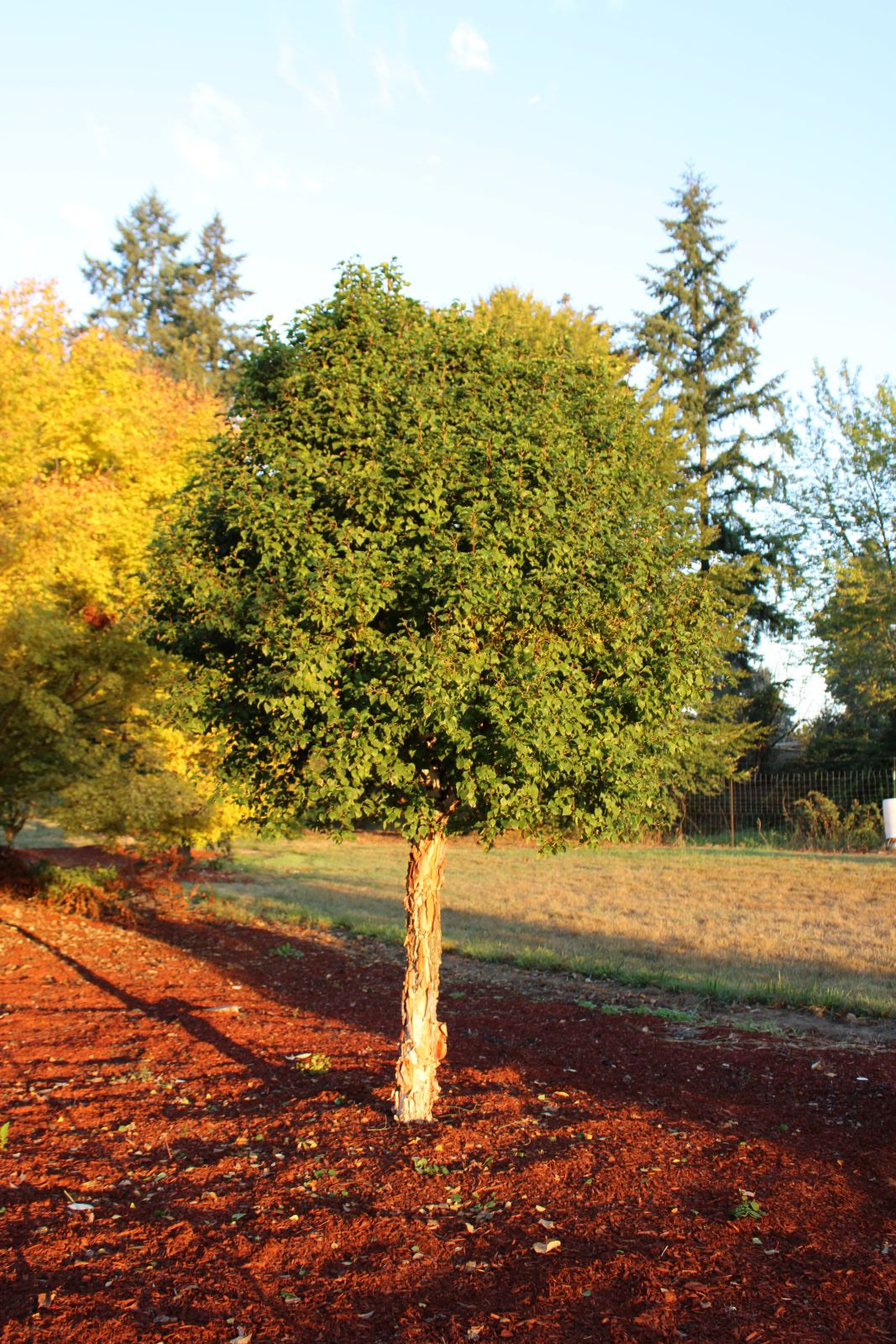 Betula pendula Magical® ‘Globe’ PP23,610