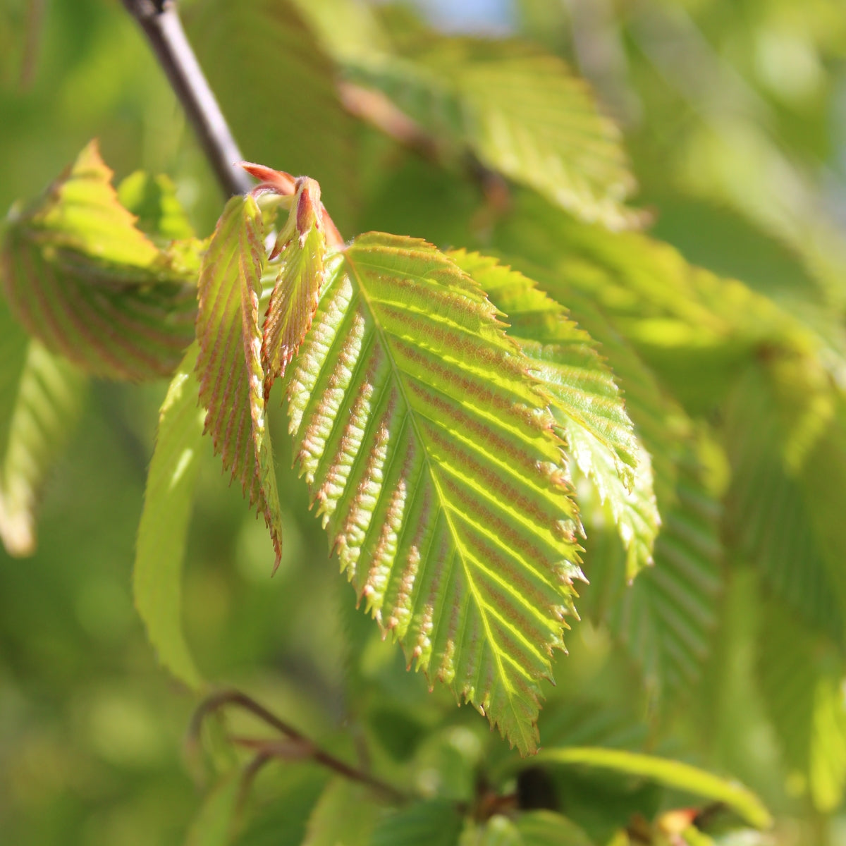 Carpinus caroliniana Wisconsin Red™ 'My Select Strain'