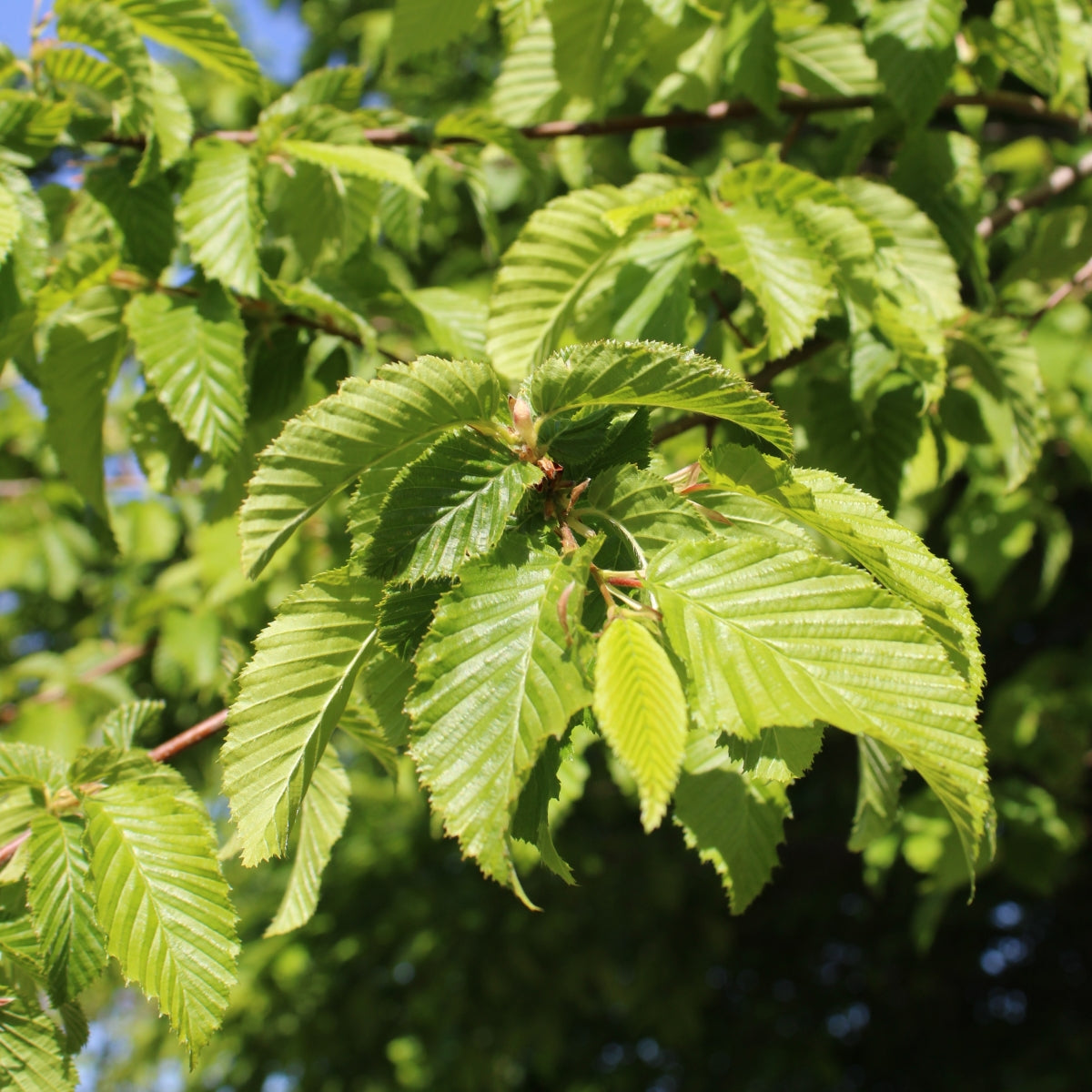 Carpinus betulus