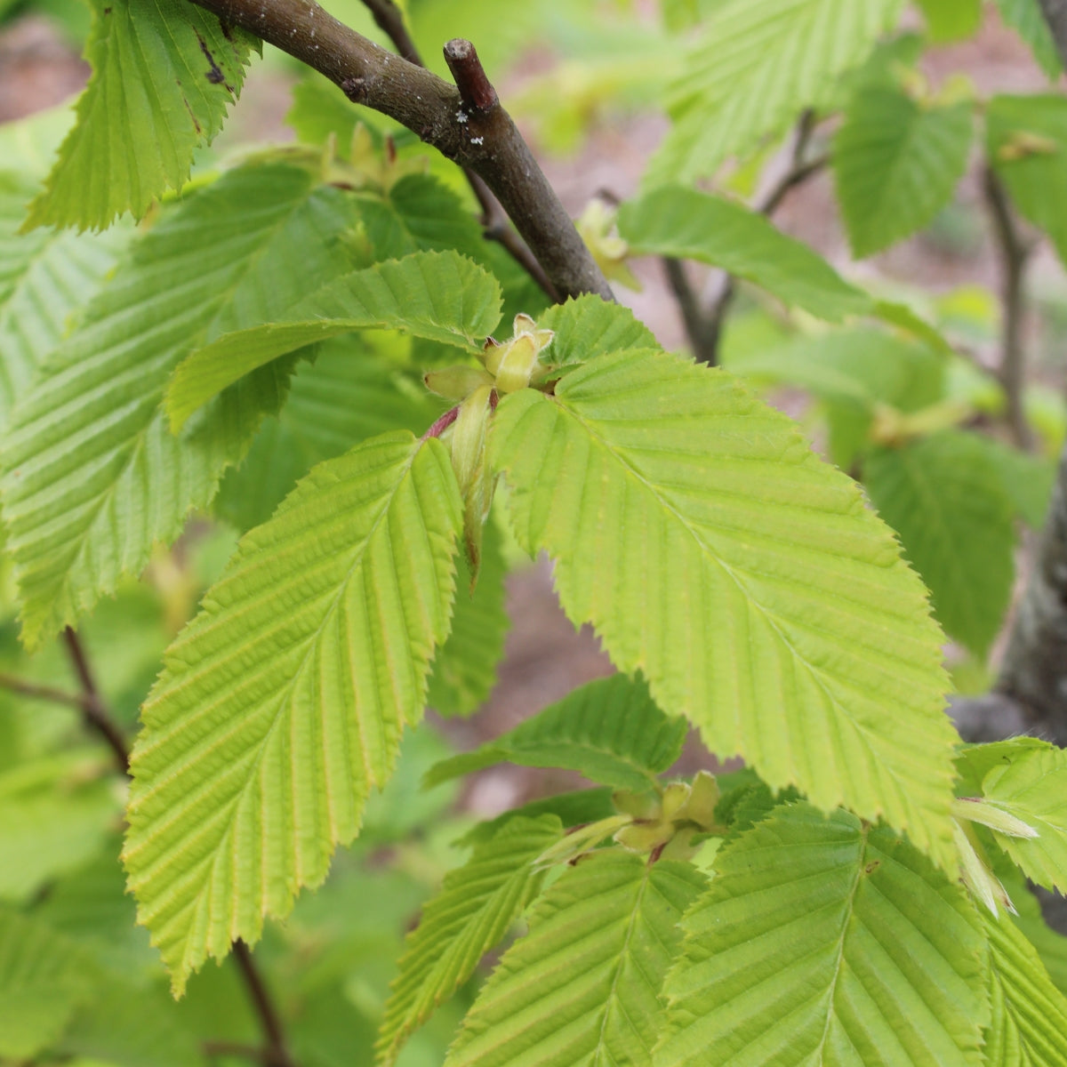 Carpinus betulus 'Frans Fontaine'