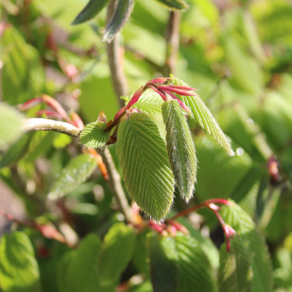 Carpinus fangiana