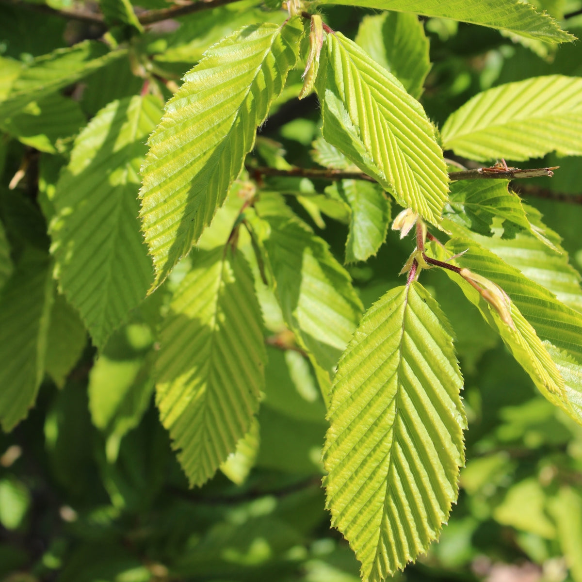 Carpinus × Skylark™ 'Shelby'