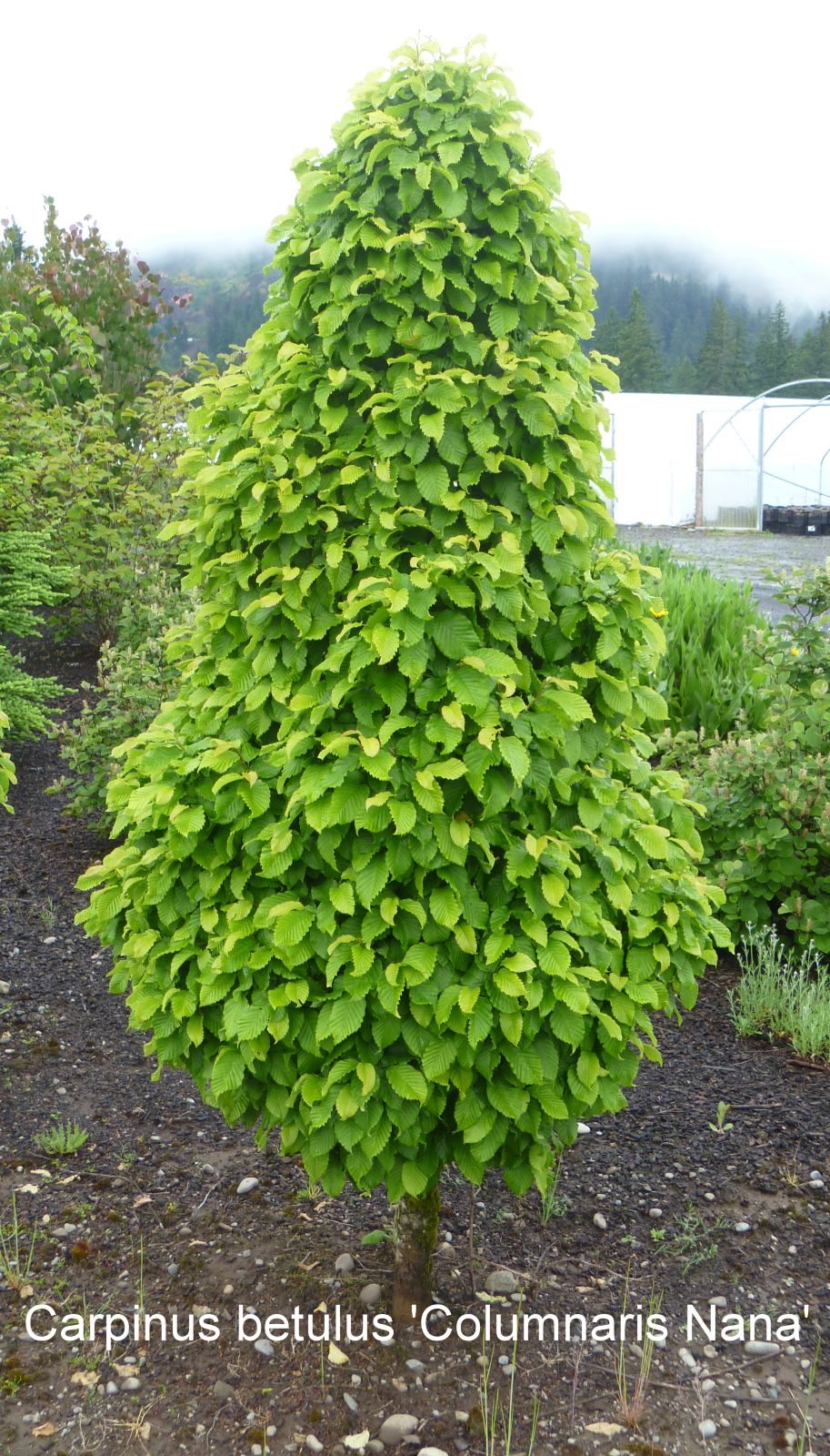 Carpinus betulus 'Columnaris Nana'