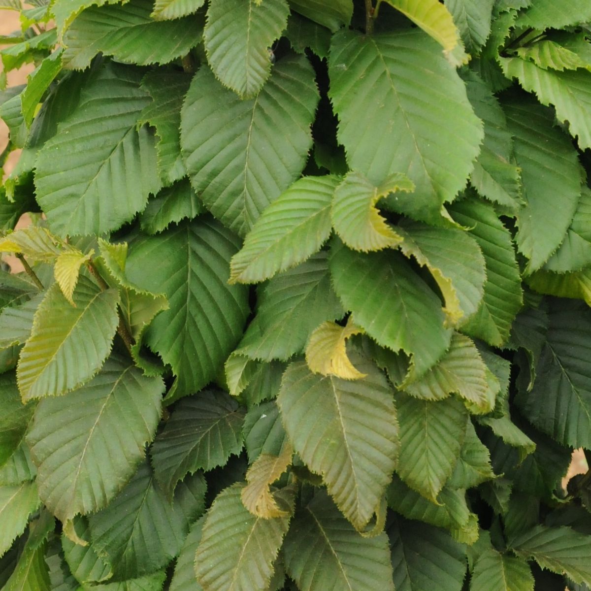 Carpinus betulus 'Columnaris Nana'