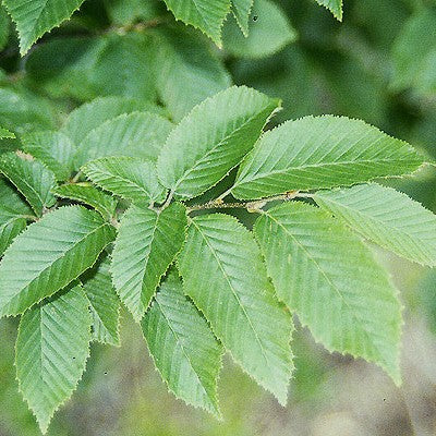 Carpinus betulus 'Fastigiata'