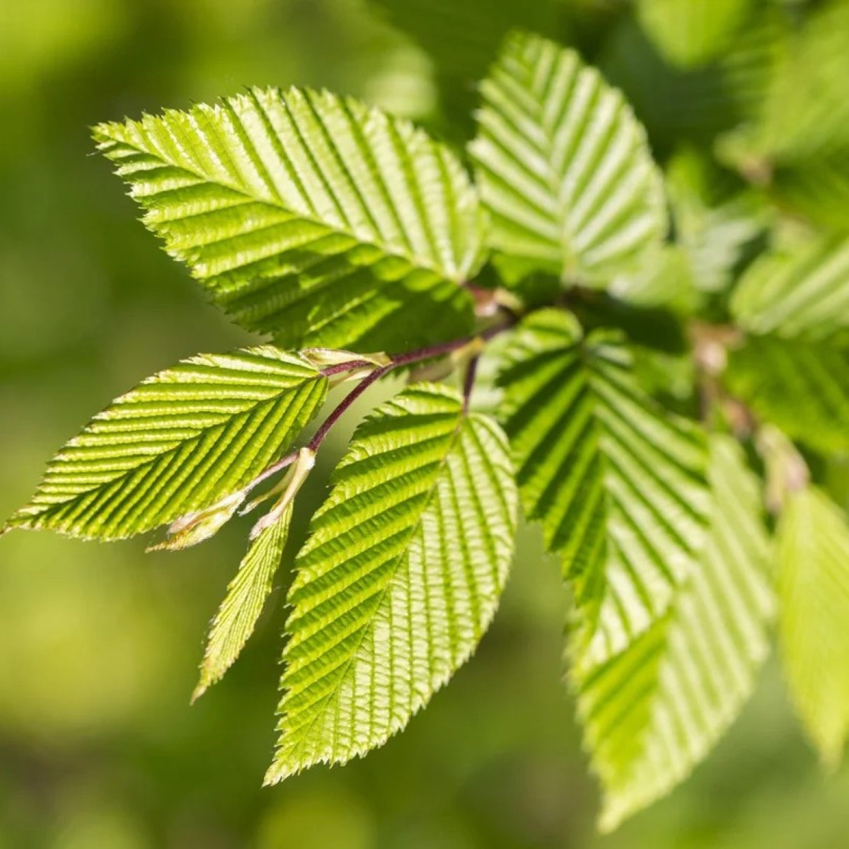 Carpinus betulus 'Pinoccheo'