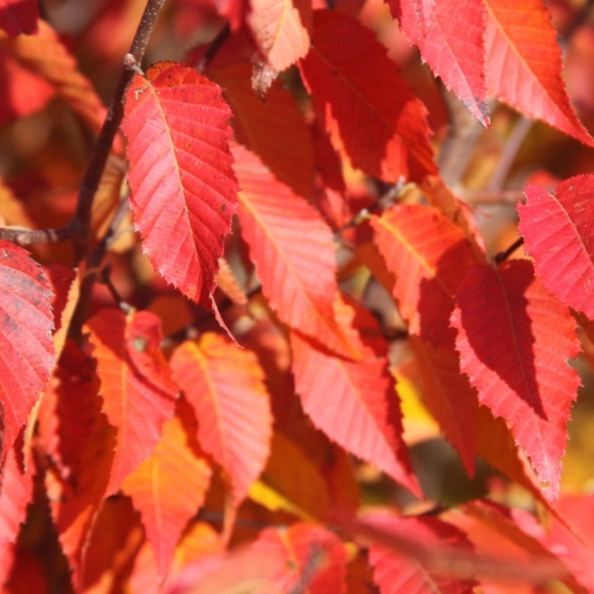 Carpinus caroliniana Fire Belle™ 'JN Select AA'