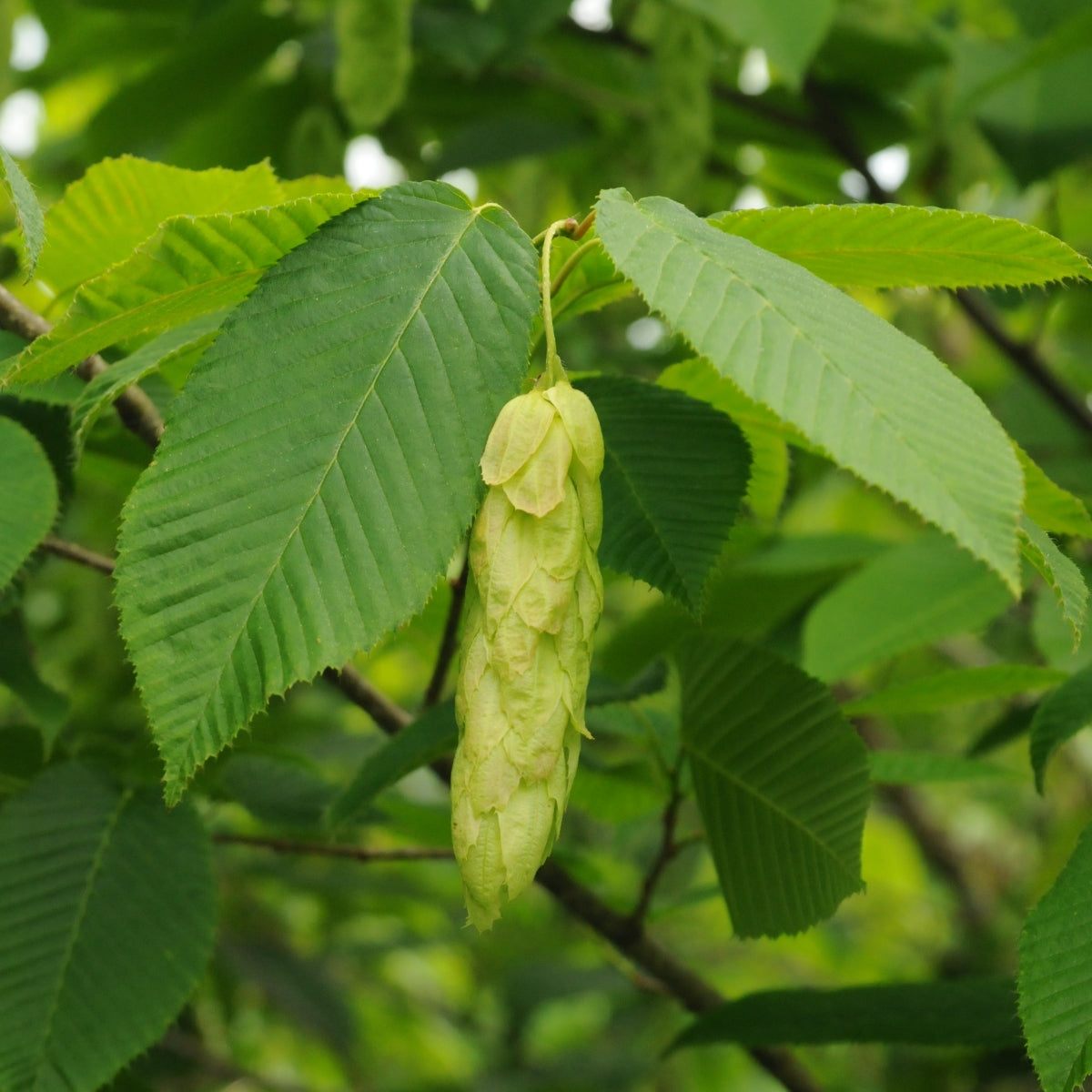 Carpinus cordata